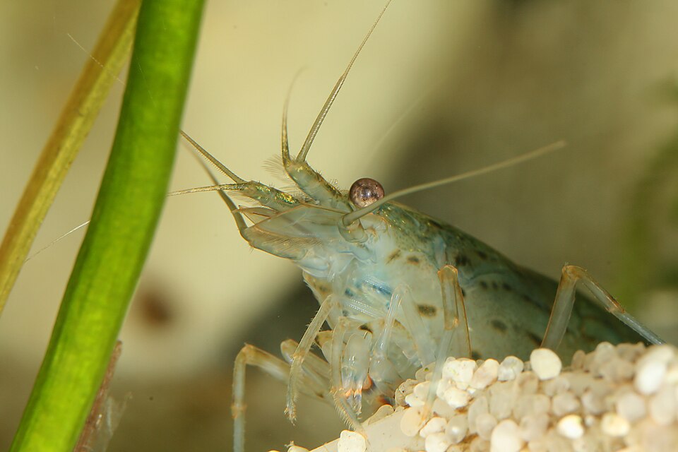 Amano shrimp (Caridina multidentata)