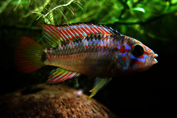 Apistogramma group (Apistogramma spp.)