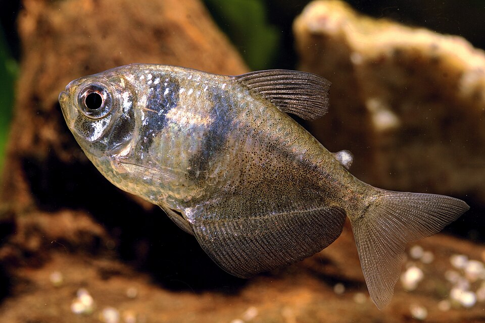 Black skirt tetra (Gymnocorymbus ternetzi)