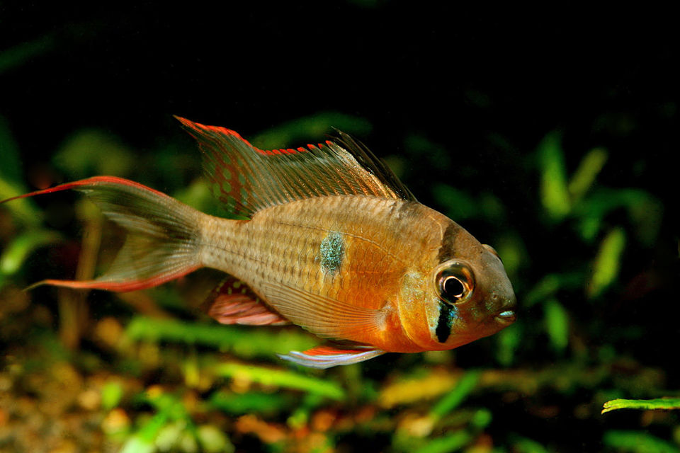 Bolivian ram (Mikrogeophagus altispinosus)