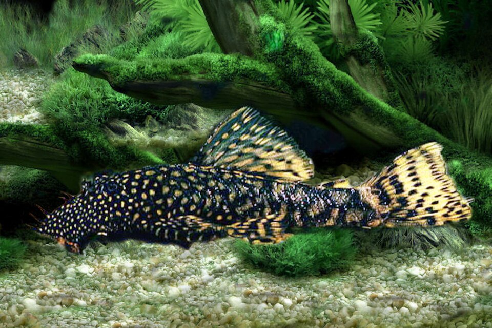 Bristlenose pleco (Ancistrus cirrhosus)