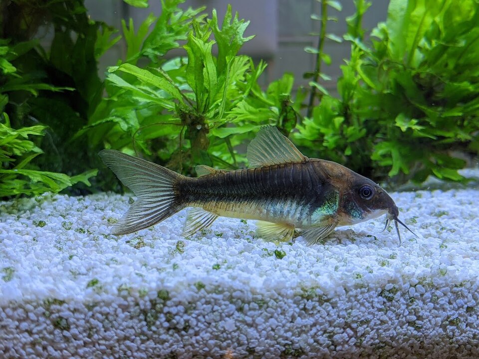 Bronze corydoras (Corydoras aeneus)