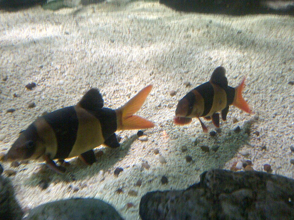 Clown loach (Chromobotia macracanthus)