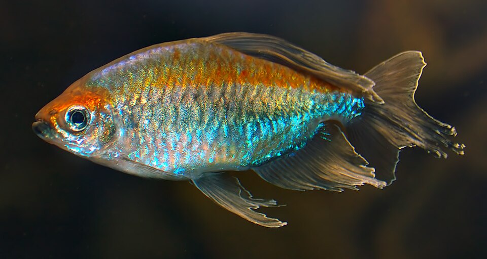 Congo tetra (Phenacogrammus interruptus)