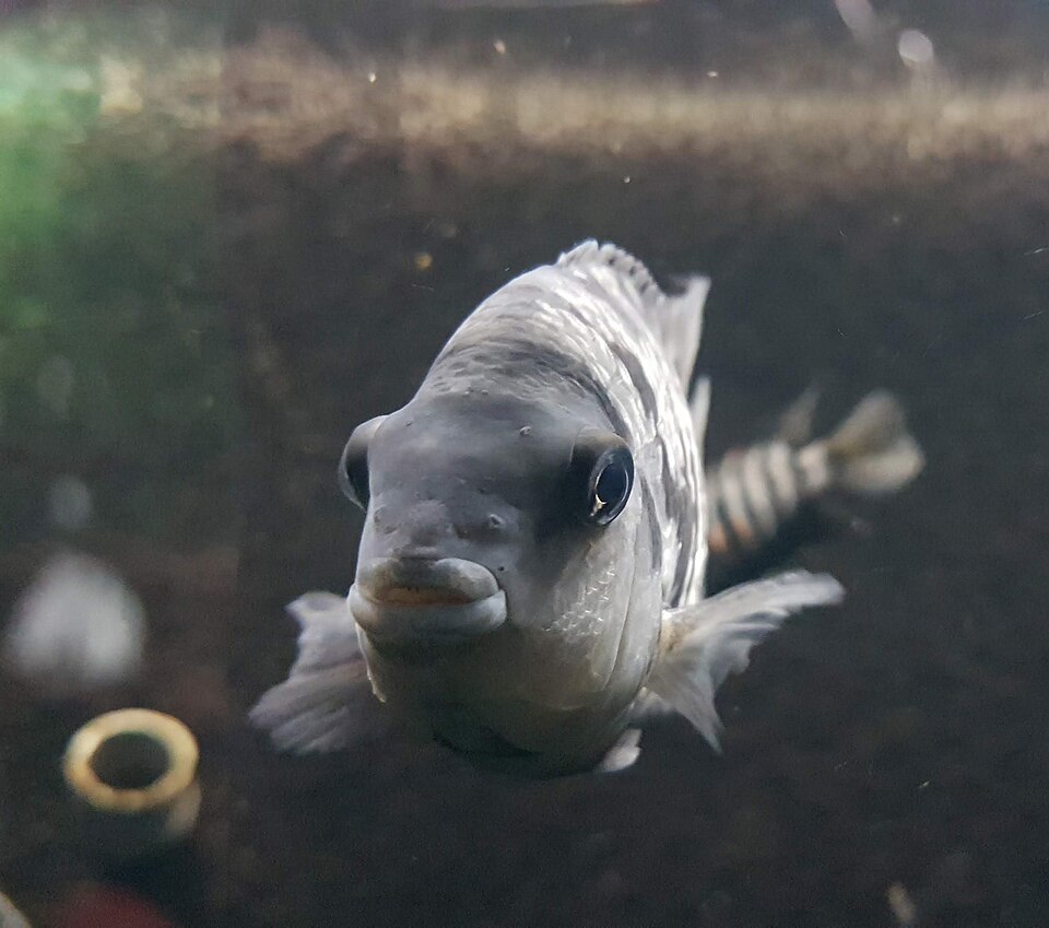 Convict cichlid (Amatitlania nigrofasciata)