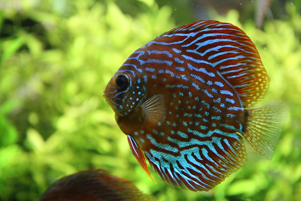 Discus (Symphysodon aequifasciatus)