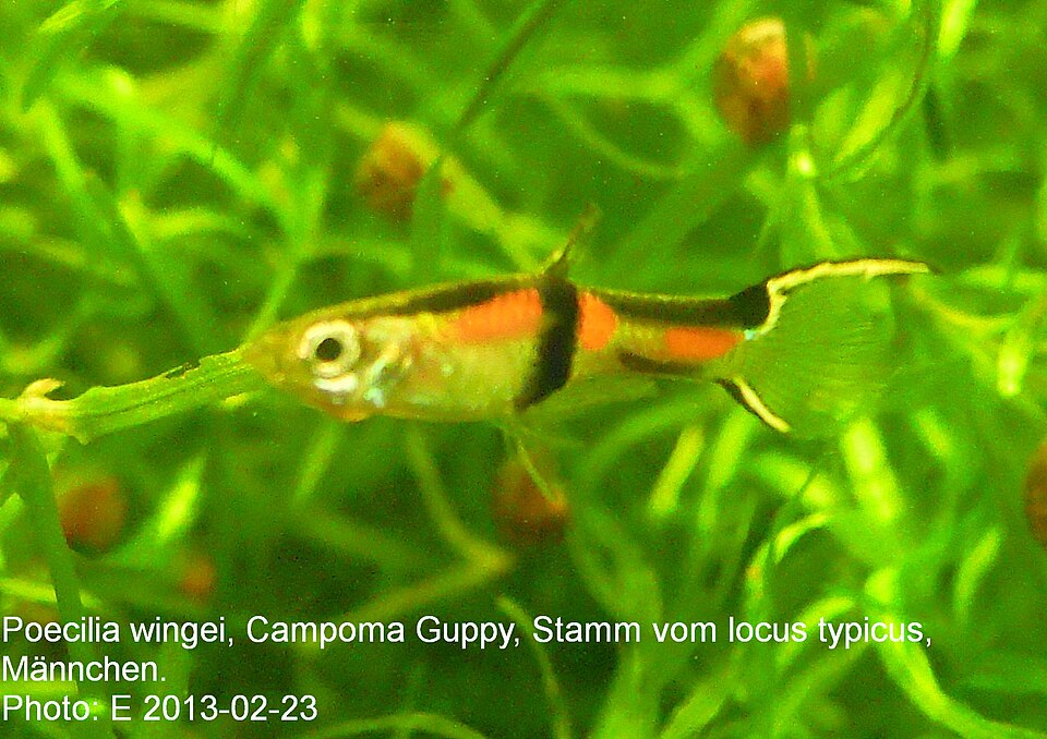Endler's livebearer (Poecilia wingei)