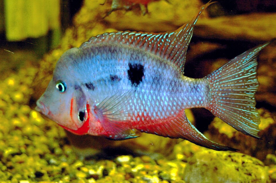 Firemouth cichlid (Thorichthys meeki)