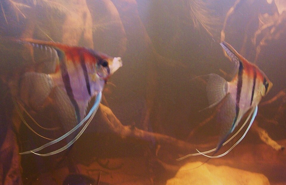 Freshwater angelfish (Pterophyllum scalare)