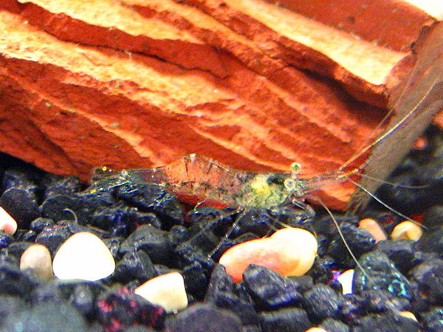Ghost shrimp (Palaemonetes paludosus)