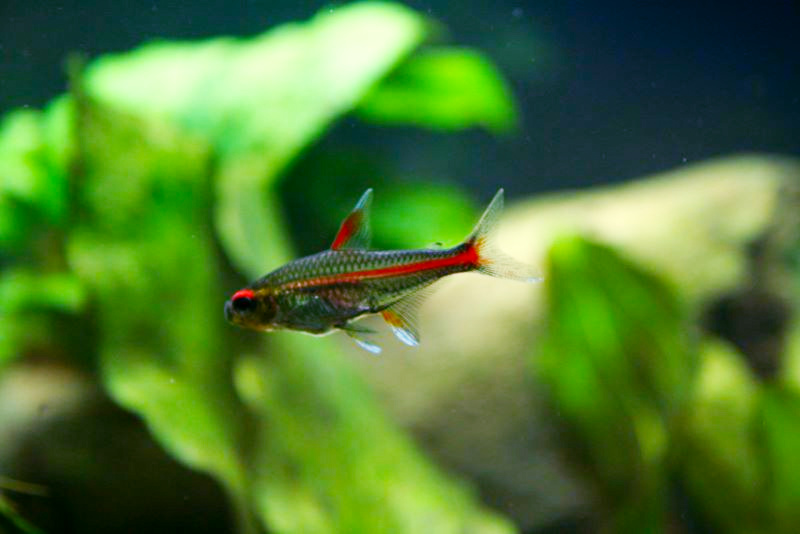 Glowlight tetra (Hemigrammus erythrozonus)