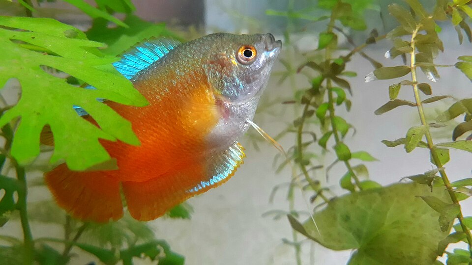 Honey gourami (Trichogaster chuna)