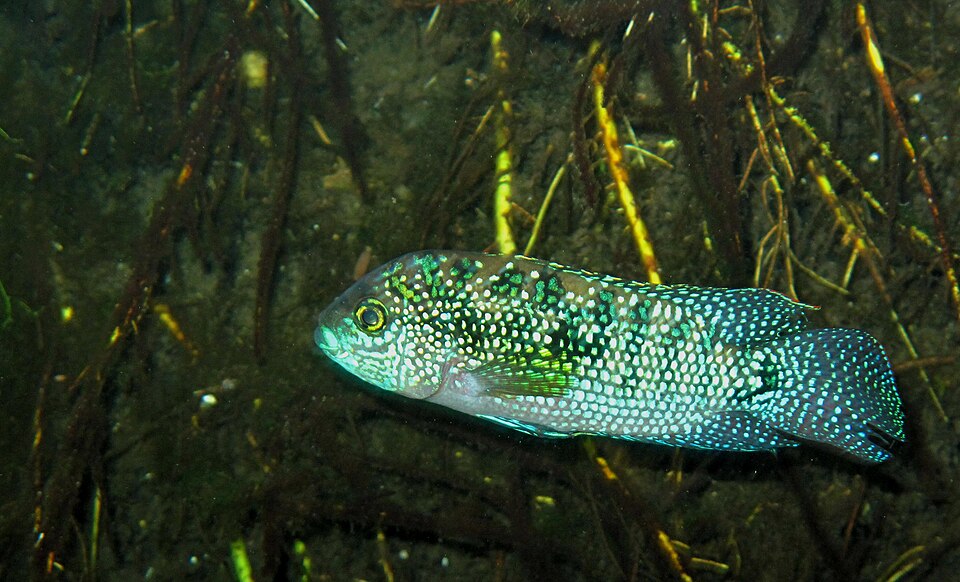Jack Dempsey cichlid (Rocio octofasciata)