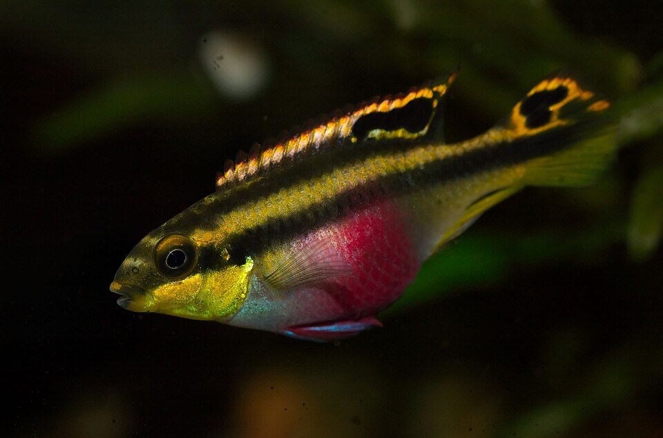 Kribensis (Pelvicachromis pulcher)