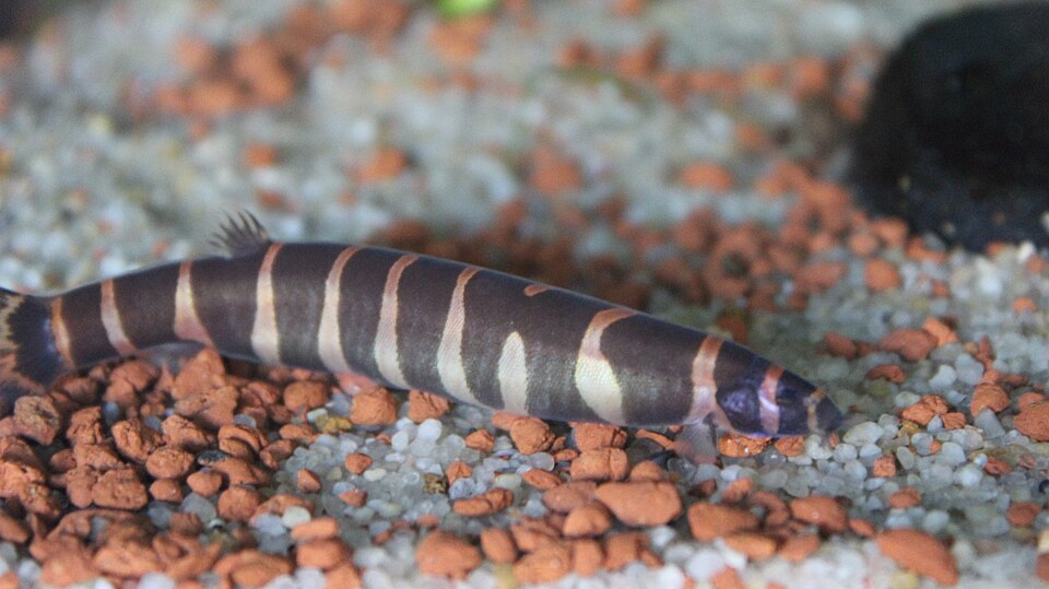 Kuhli loach (Pangio kuhlii)