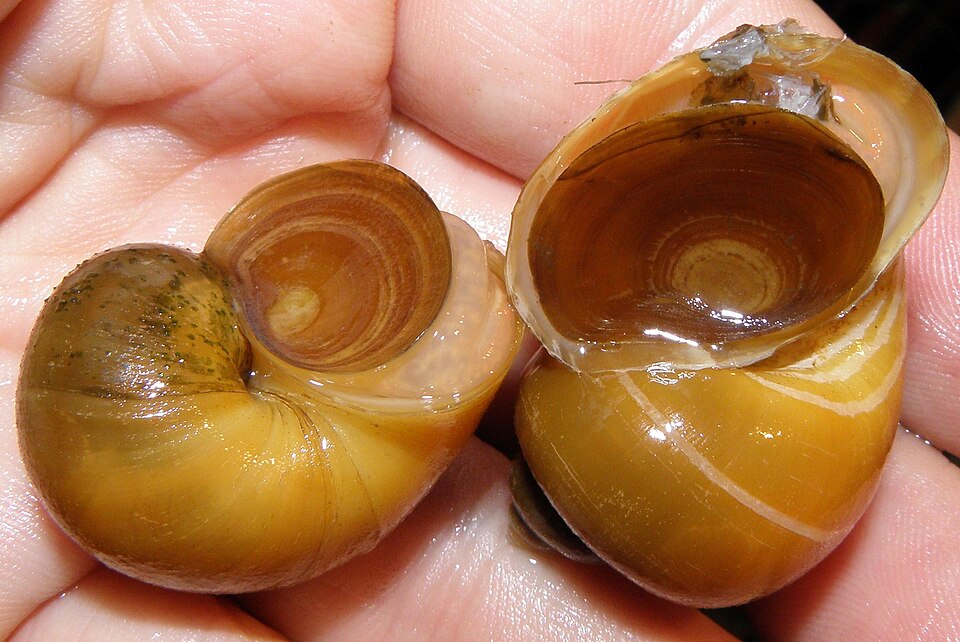 Mystery snail (Pomacea diffusa)