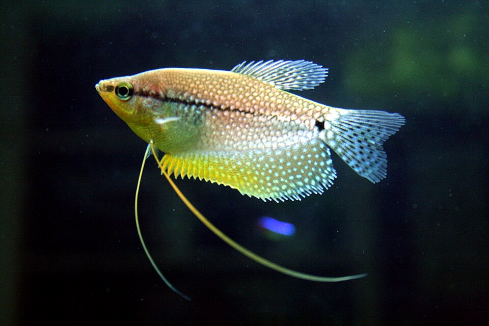 Pearl gourami (Trichopodus leerii)