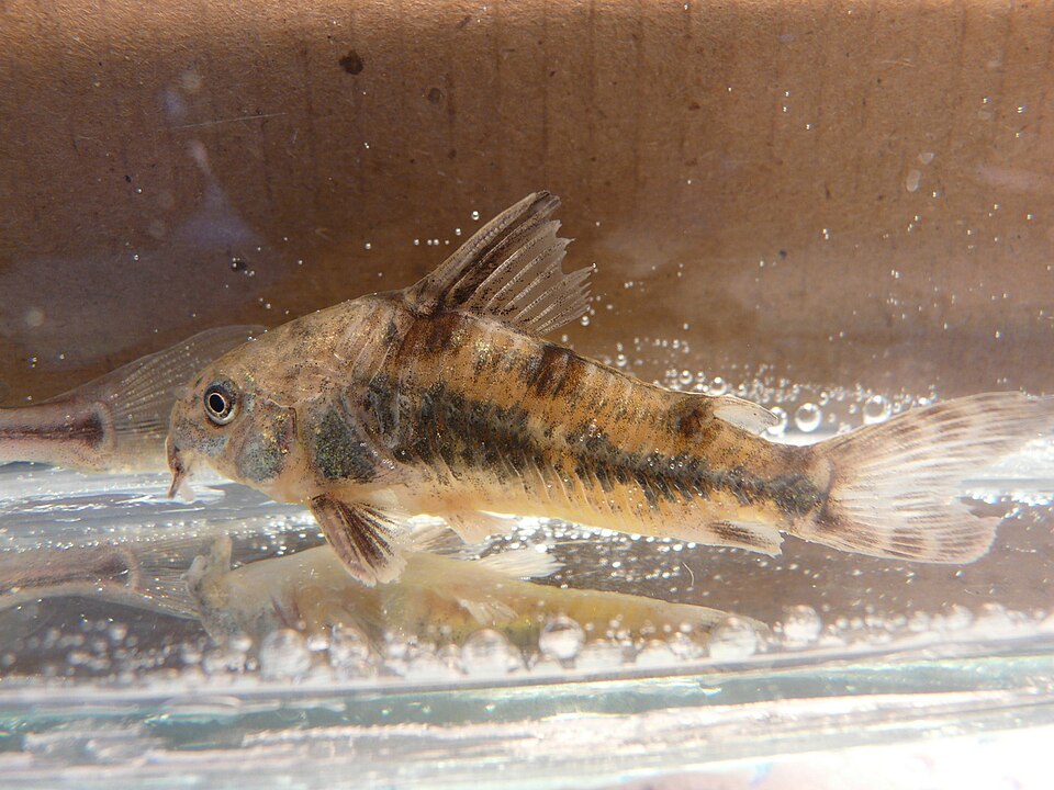 Peppered corydoras (Corydoras paleatus)