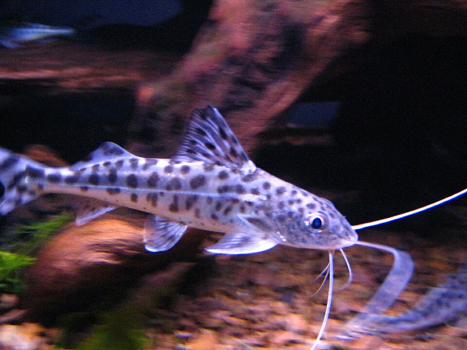 Pictus catfish (Pimelodus pictus)