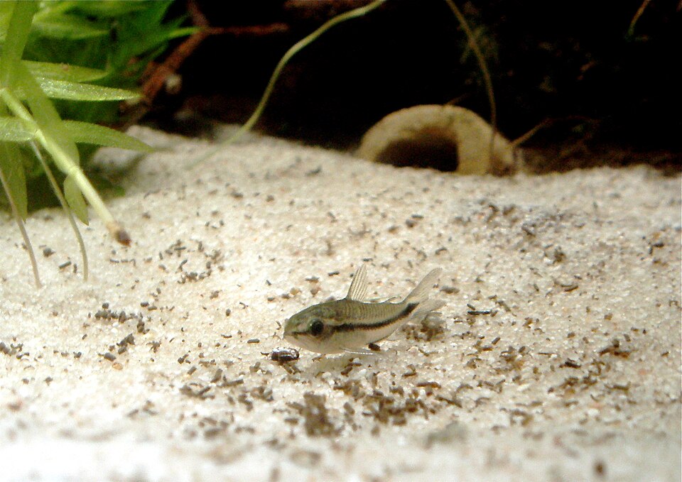 Pygmy corydoras (Corydoras pygmaeus)