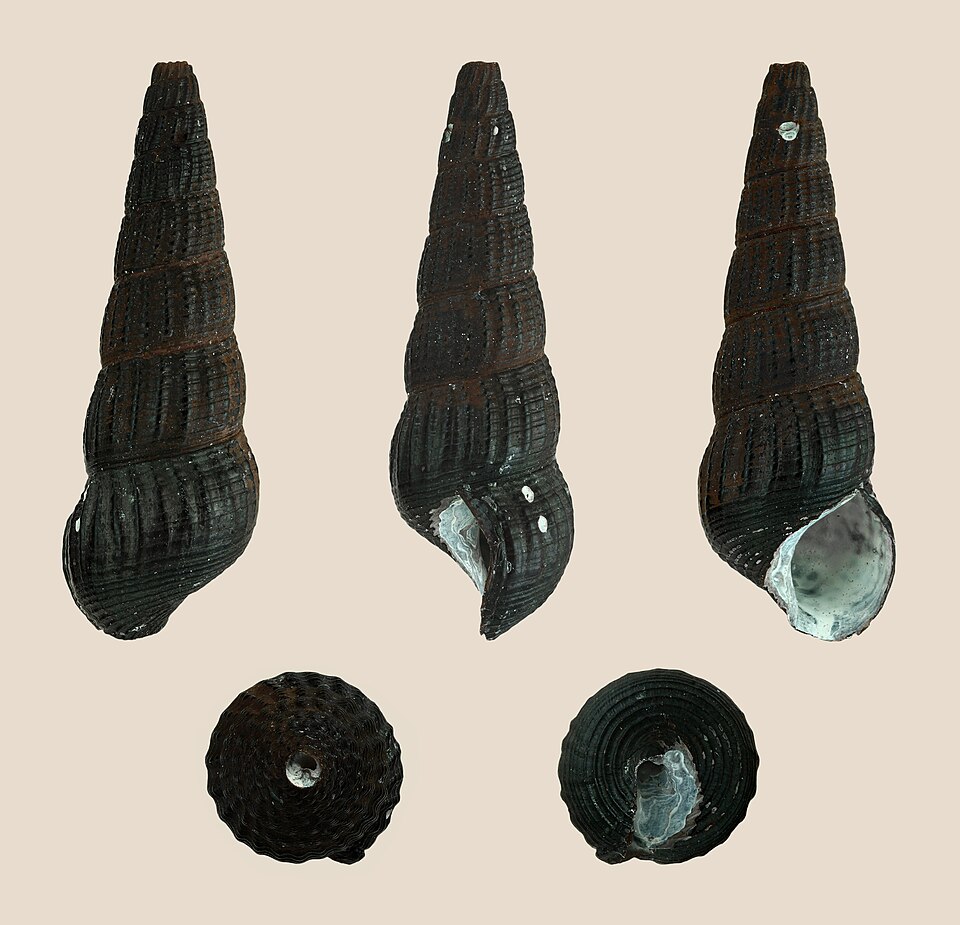 Rabbit snail (Tylomelania gemmifera)