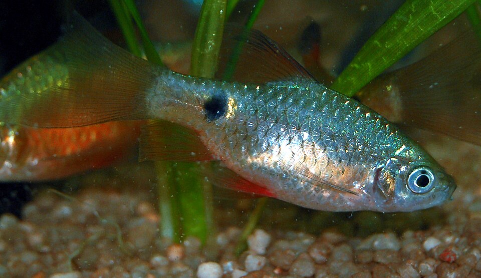Rosy barb (Pethia conchonius)