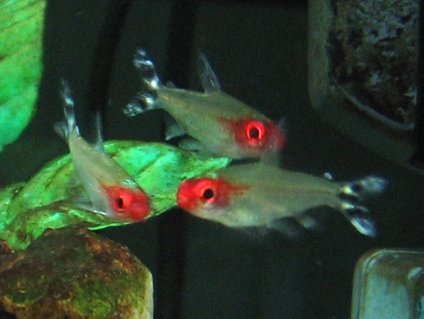 Rummy-nose tetra (Hemigrammus bleheri)