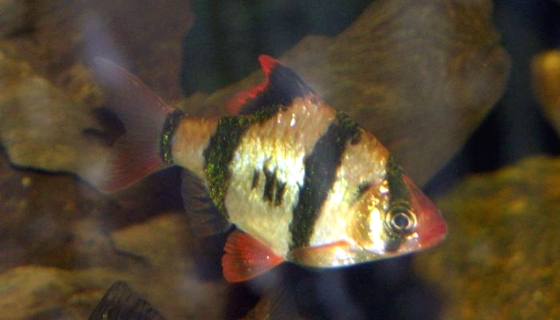 Tiger barb (Puntigrus tetrazona)