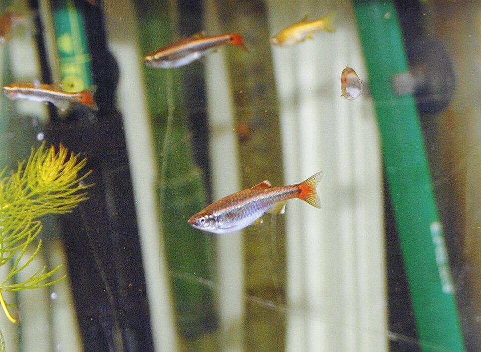 White cloud mountain minnow (Tanichthys albonubes)